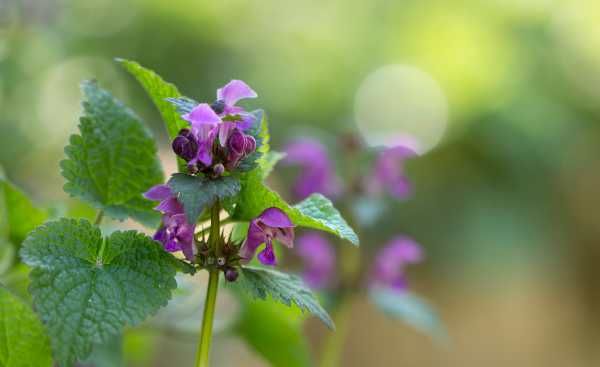  - Essential Oils